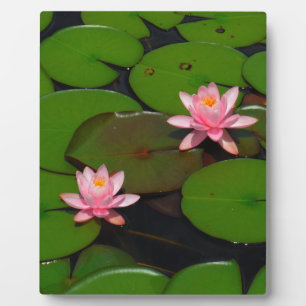 Placa Expositora Pink lotus water lily flower garden,