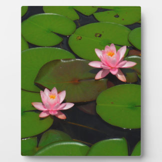 Placa Expositora Pink lotus water lily flower  garden,