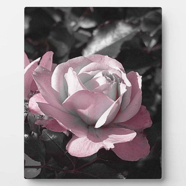 Placa Expositora Pink Rose Garden (Frente)