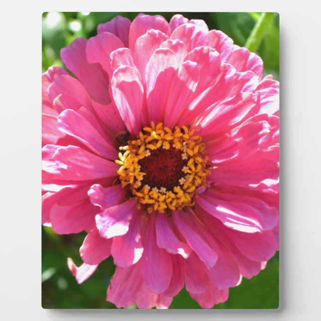 Placa Expositora Pink Zinnia (Frente)