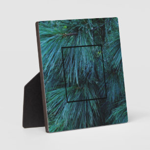 Placa Expositora Pinos Rústicos bosques de pinos verdes evergreen