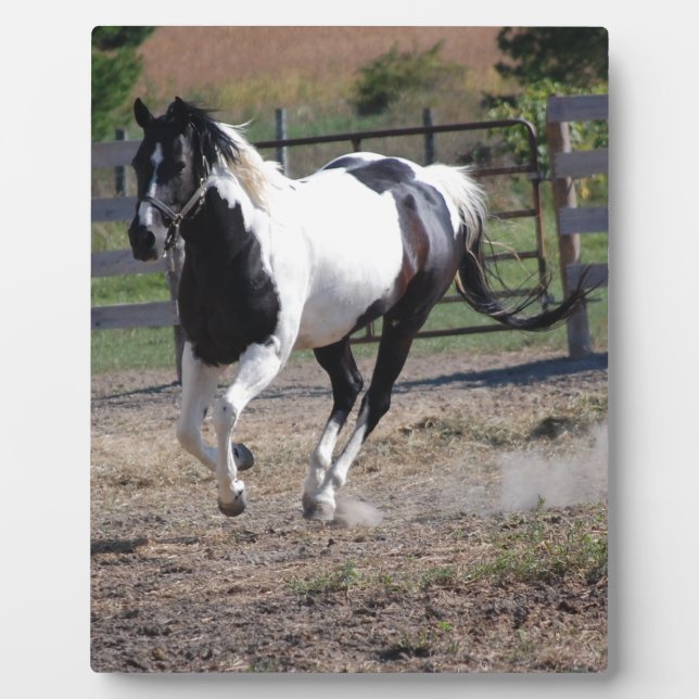 Placa Expositora Pinto Paint Horse (Frente)