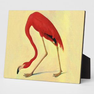 Placa Expositora Pintura auduónica de flamenco estadounidense