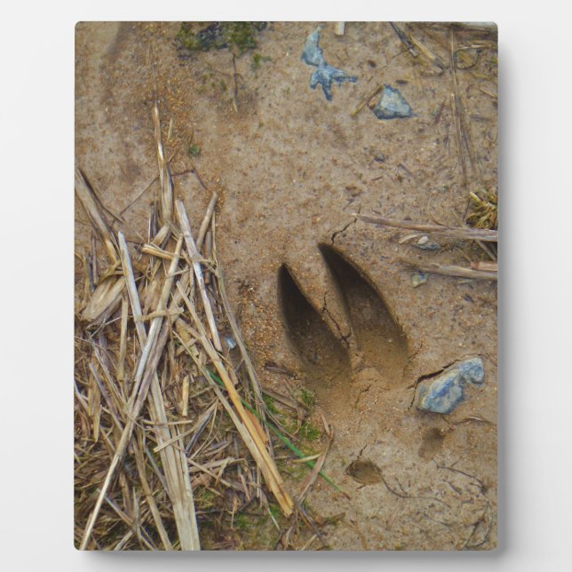 Placa Expositora pista de ciervo (Frente)