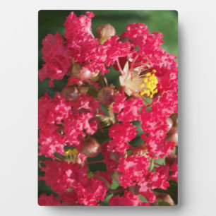 Placa Expositora Plack con Easel La Crepe Roja Myrtle Bloom