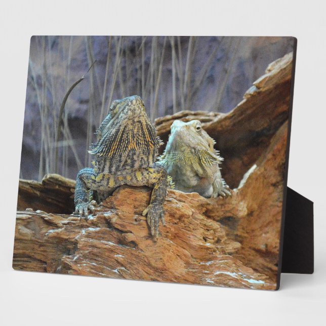 Placa Expositora Plaque con dos lagartos curiosos (Lado)