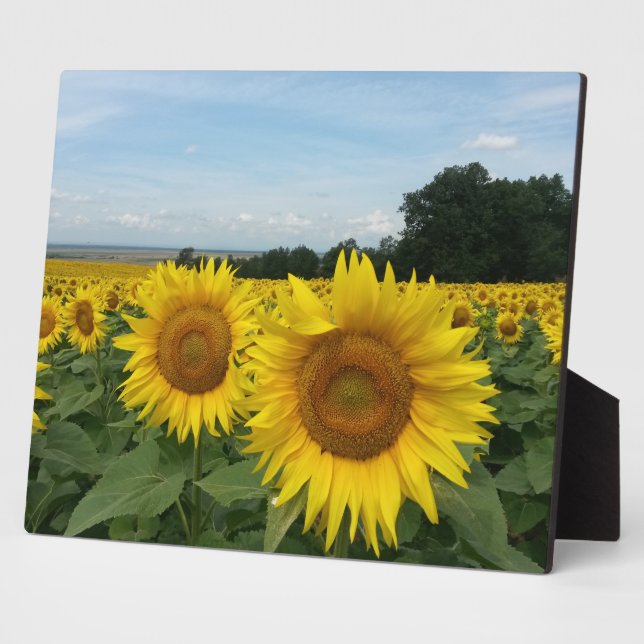 Placa Expositora Plaque con girasol (Lado)