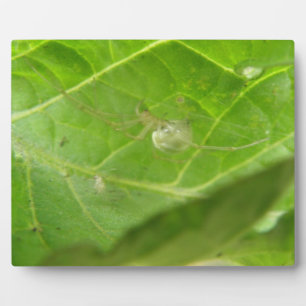 Placa Expositora Plaque de araña pequeña