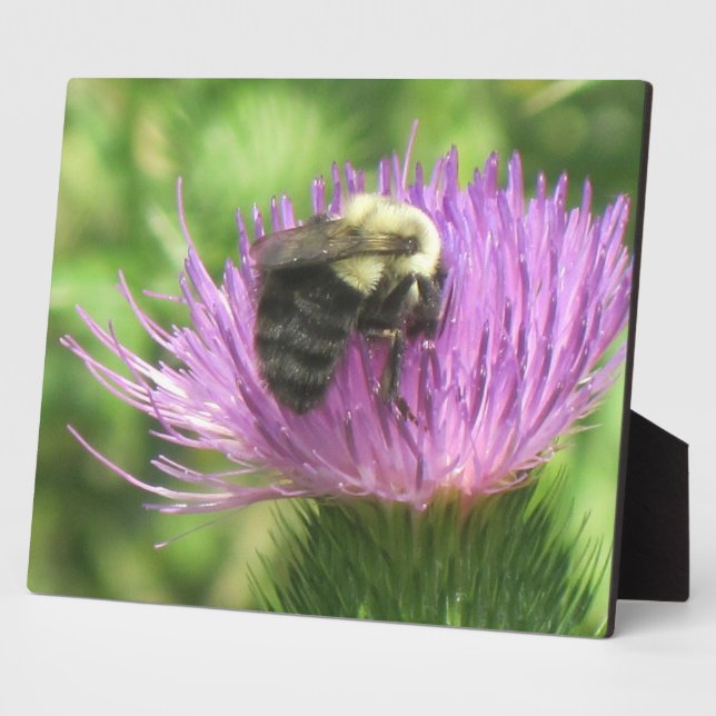 Placa Expositora Plaque de Bee & Thistle (Lado)