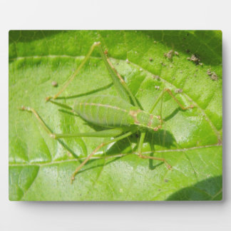 Placa Expositora Plaque de camuflaje de críquet verde