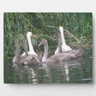Placa Expositora Plaque de cignetas y cisnes