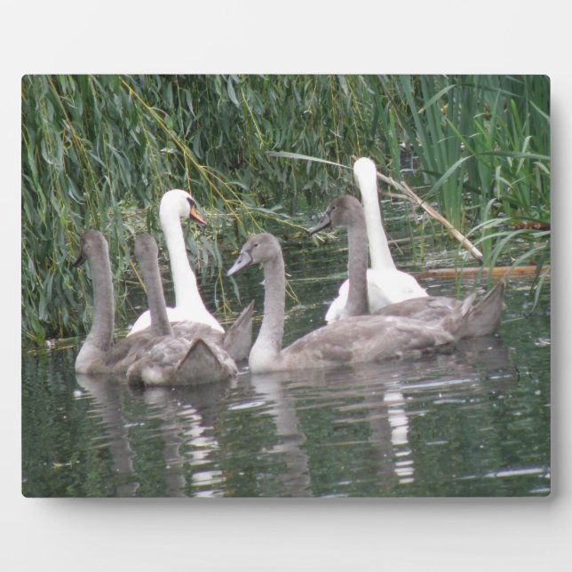 Placa Expositora Plaque de cignetas y cisnes (Frente)
