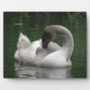 Placa Expositora Plaque de cisne dormido