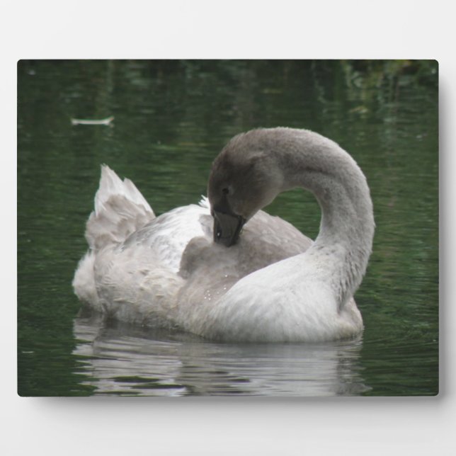 Placa Expositora Plaque de cisne dormido (Frente)