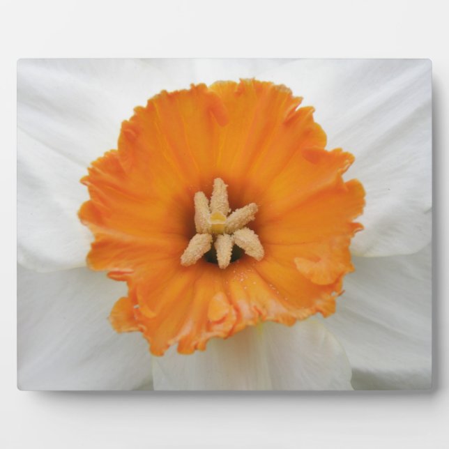 Placa Expositora Plaque de Daffodil Blanco (Frente)