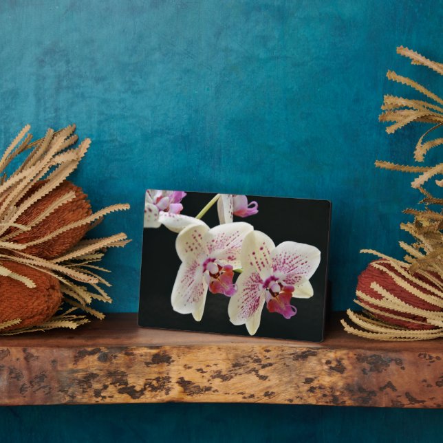 Placa Expositora Plaque de estilo modernista (Lado)