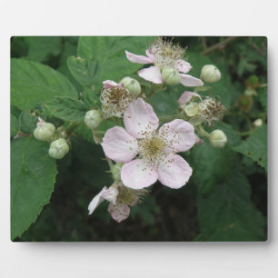 Placa Expositora Plaque de flores de Blackberry