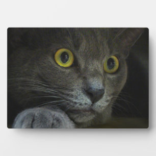 Placa Expositora Plaque de fotos de intensidad