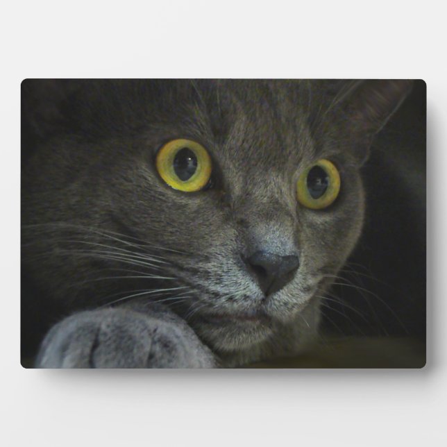 Placa Expositora Plaque de fotos de intensidad (Frente)