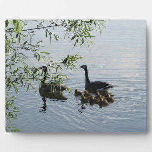 Placa Expositora Plaque de Geese Wild
