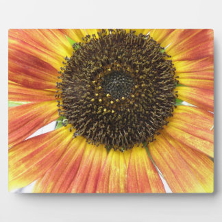 Placa Expositora Plaque de girasol naranja