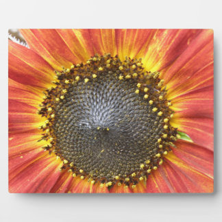 Placa Expositora Plaque de girasol rojo y amarillo