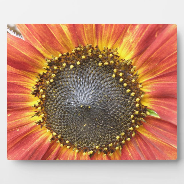 Placa Expositora Plaque de girasol rojo y amarillo (Frente)