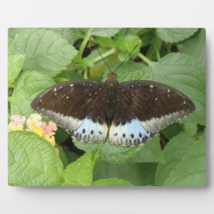 Placa Expositora Plaque de mariposa tropical bonito