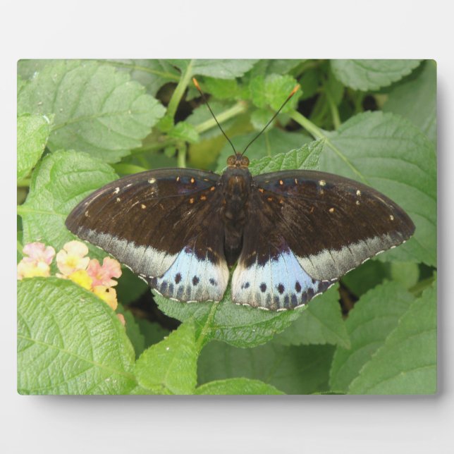 Placa Expositora Plaque de mariposa tropical bonito (Frente)