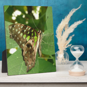 Placa Expositora Plaque de mariposa verde irlandés tropical