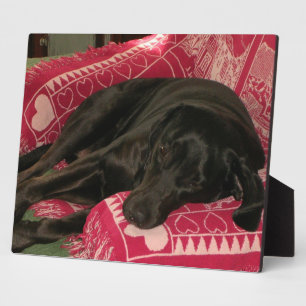 Placa Expositora Plaque de perro dormido