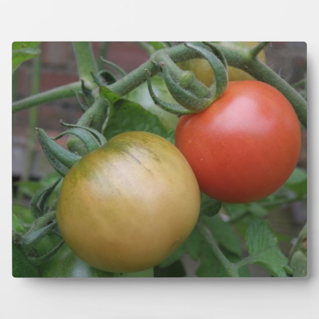 Placa Expositora Plaque de tomates naranjas y rojos (Frente)