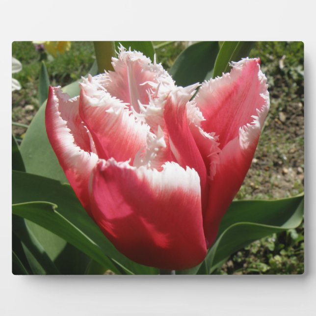 Placa Expositora Plaque de tulipanes rosados (Frente)