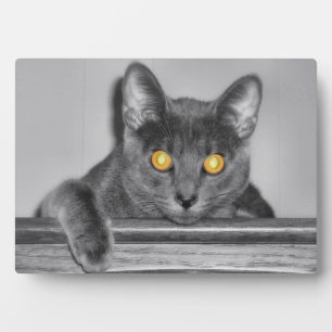 Placa Expositora Plaque Dusky Gold Photo