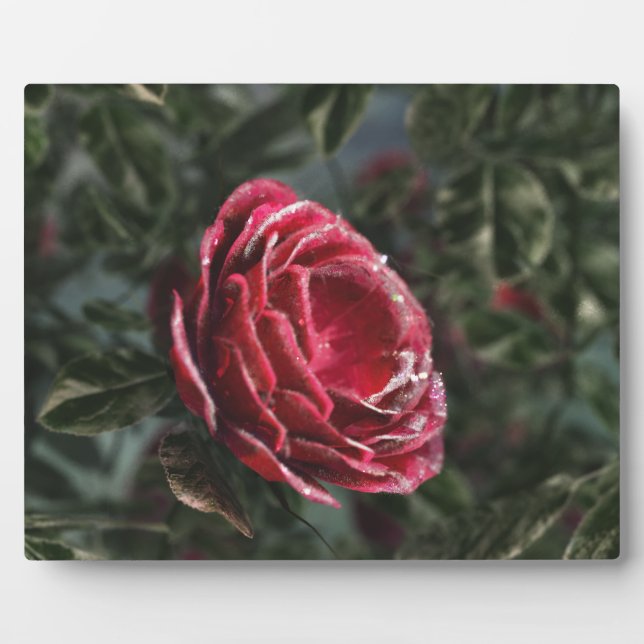 Placa Expositora Plaque fotográfico de regalo de despedida de invie (Frente)