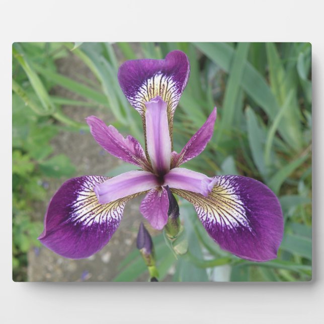 Placa Expositora Plaque iris púrpura (Frente)