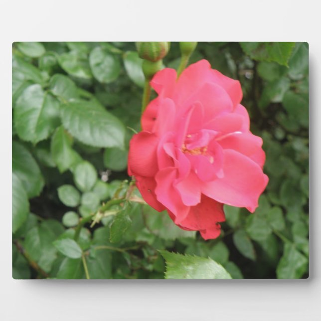 Placa Expositora Plaque Rosa salvaje (Frente)