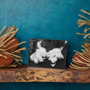 Placa Expositora plaqueta de abajo