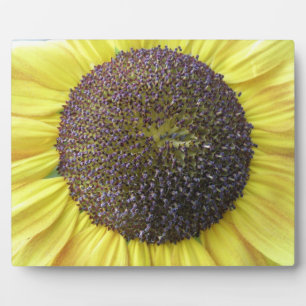 Placa Expositora Plata de girasol amarillo