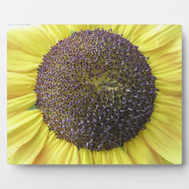 Placa Expositora Plata de girasol amarillo (Frente)