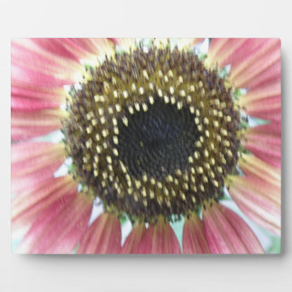 Placa Expositora Plata de girasol rosa bonito