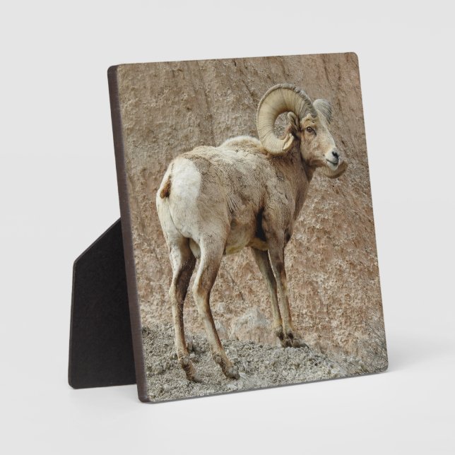 Placa Expositora Plato de escritorio de ovino (Anverso)