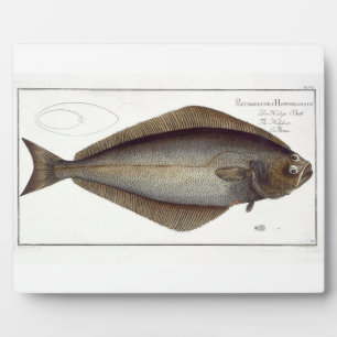 Placa Expositora Plato de Halibut (Pleuronectas Hippoglossus) XLVII