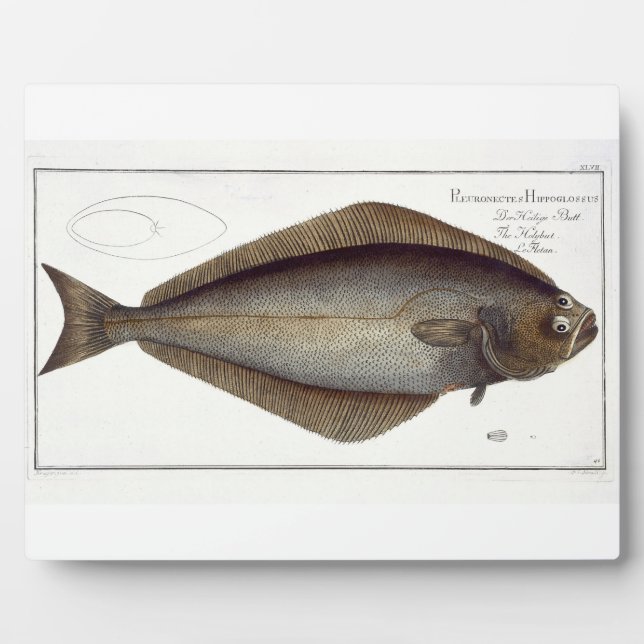 Placa Expositora Plato de Halibut (Pleuronectas Hippoglossus) XLVII (Frente)