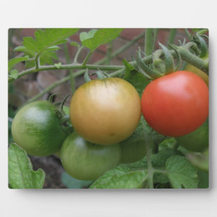 Placa Expositora Plato de tomates ligeros