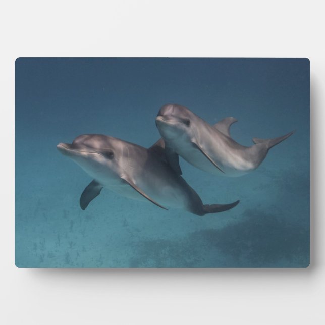 Placa Expositora Playful Pose (Frente)