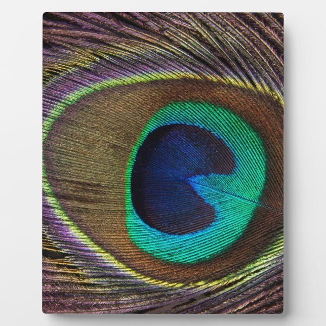 Placa Expositora plumas de pavo real (Frente)