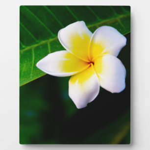 Placa Expositora plumeria