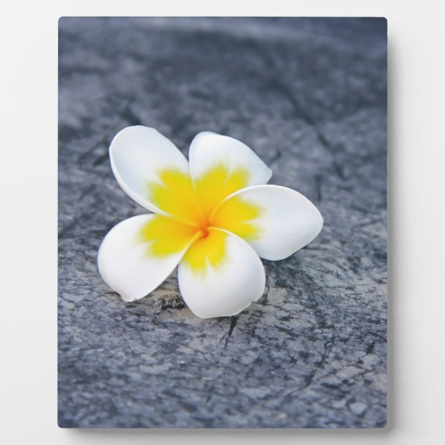 Placa Expositora Plumerias (Frente)