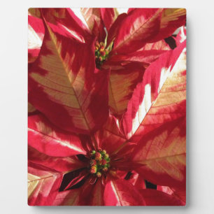 Placa Expositora Poinsettia rosa